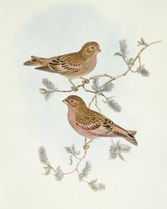 Rosy Finch (Erythrospiza incarnata), Gravura de John Gould de John Gould