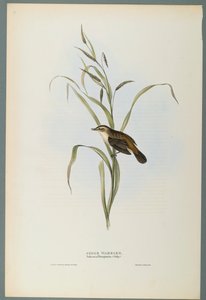 Salicaria Phragmatis: Sedge Warbler (litogravura colorida em papel tufado) de John Gould