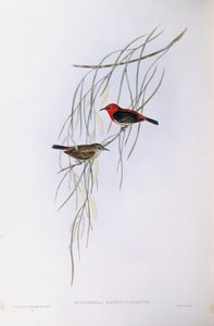 Scarlet myzomela (Myzomela sanguinolenta), Gravação de John Gould de John Gould