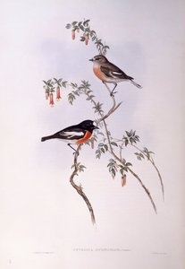 Scarlet robin (Petroica multicolor), Gravura de John Gould de John Gould