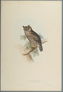 Scops Aldrovandi - Scops orelhudo coruja (cor litho em papel wove) de John Gould