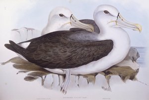 Albatroz tímido (Diomedea o Thalassarche cauta), Gravura de John Gould de John Gould