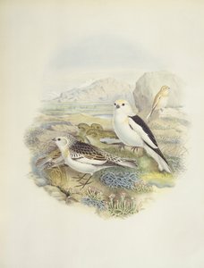 Pão de neve (Plectrophenax nivalis), ilustração de John Gould