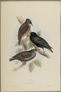 Sturnus Vulgaris - Starling (litografia a cores em papel de parede)