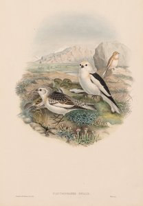 Os pássaros da Grã-Bretanha: Plestrophanes nivalis. de John Gould