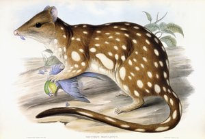 Tiger Quoll de John Gould
