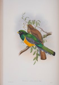 Trogon Atricollis, prato de The Birds of Great Britain, de John Gould, publicado em 1862-73 (litografia colorida à mão) de John Gould