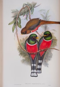 Trogon Personatus, prato de The Birds of Great Britain, de John Gould, publicado em 1862-73 (litografia colorida à mão) de John Gould