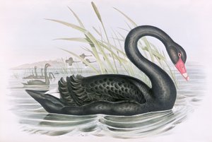 Imagem desconhecida de John Gould
