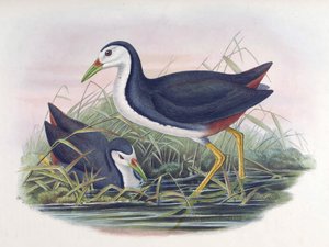 Waterhen Amaurornis phoenicurus de peito branco (flâmula) de John Gould
