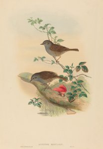 Accentor modularis (Dunnock) de John Gould and H.C. Richter