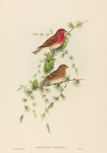 Carpodacus erythrinus (Finch comum)