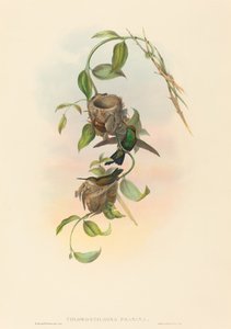Chlorostilbona prasina (Puncheran