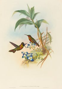 Clytolaema aurescens (Banded Ruby ou Gould