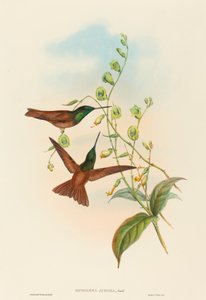 Diphogena aurora (Arco-íris de Gould)