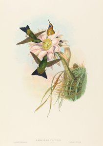 Eriocnemis vestitus (Glowing Puff-Leg) de John Gould and H.C. Richter