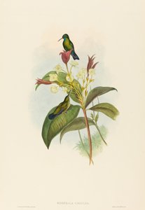 Eucephala caerulea (safira de queixo azul) de John Gould and H.C. Richter