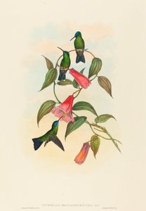 Eucephala smaragdocaerulea (Ninfa da Madeira de Gould)