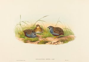 Excalftoria minima (Codorniz-de-peito-azul)