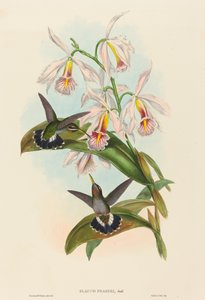 Glaucis fraseri (garganta farpada de Fraser)