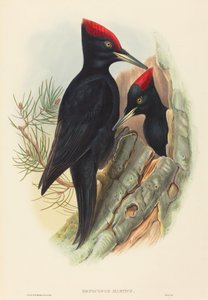 Pica-pau-preto (Dryocopus martius)
