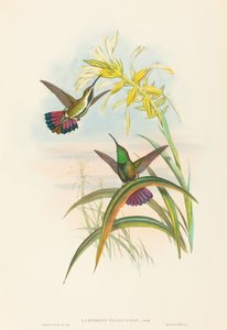 Lampornis veraguensis (manga veraguana)