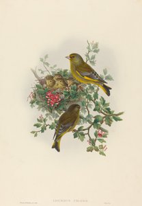 Ligurinus chloris (Greenfinch)