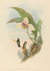 Myiabeillia typica (Beija-flor de Abeille)