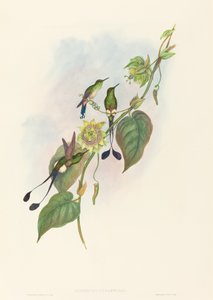 Spathura underwoodi (Raquete-cauda-de-pés-brancos) de John Gould and H.C. Richter