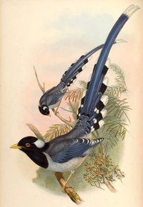 Magpie azul de bico amarelo Urocissa flavirostris (Blyth) de John Gould and Henry C. Richter