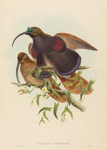 Drepanornis albertisi (Pássaro-de-bico-preto-de-bico-preto) de John Gould and W. Hart