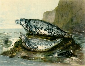 "Grey Seal", c1905, 1943.