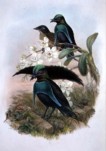 Lophornina - Superbird of Paradise (cor litho) de John and Hart William (after) Gould