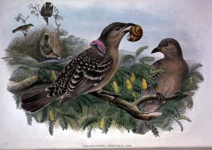 Chlamydera Orientalis (cor litho) de John and Hart William Gould