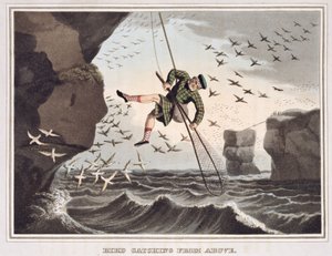 Pássaro pegando de cima, gravado por Matthew Dubourg (fl.1785-1820), publicado por Edward Orme, 1813 de John Heaviside Clark