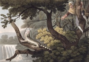 Apanhador de lagarto mexicano, gravado por Matthew Dubourg (fl.1785-1820), publicado por Edward Orme, 1813