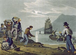 Tartaruga pegando na terra, gravada por Matthew Dubourg (fl.1785-1820), publicado por Edward Orme, 1813