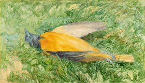 Robin Dourado (Oriole do Norte)
