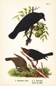 Corvo Americano, Corvus brachyrhynchos 1, e Pássaro de cabeça castanha, Molothrus ater, fêmea 2, e macho 3