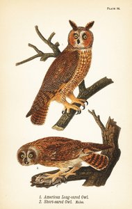 Coruja americana de orelhas longas, Asio otus 1, e coruja de orelhas curtas com presas, Asio flammeus 2, machos