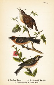 Carolina wren, Thryothorus ludovicianus 1, bay-breasted warbler, Setophaga castanea 2, chestnut-sided warbler, Setophaga pensylvanica 3