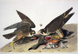 Great Footed Hawk, de "Birds of America", gravura de Robert Havell (1793-1878) (gravura a cores) de John James (after) Audubon