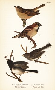 Pardal da casa, Passer domesticus, e junco de olhos escuros, Junco hyemalis