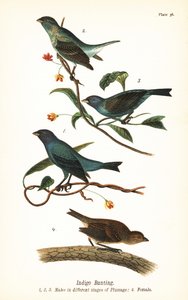 Indigo bunting, Passerina cyanea, machos em diferentes estágios de plumagem 1,2,3, e fêmeas 4