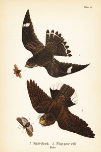 Night-hawk, Chordeiles minor 1 e eastern whip-poor-will, Antrostomus vociferus, whip-poor-will 2, machos