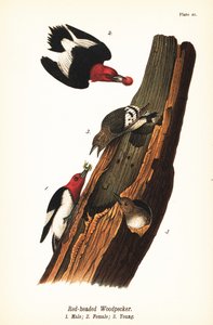 Pica-pau de cabeça vermelha, Melanerpes erythrocephalus, macho 1, fêmea 2, jovem 3