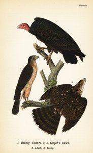 Abutre da Turquia, Cathartes aura 1, e falcão de Cooper, Accipiter cooperii, adulto 2, jovem 3