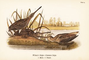 Narceja Wilson ou narceja comum, Gallinago delicata, machos 1, fêmeas 2 de John James (after) Audubon