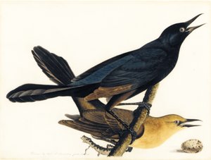 Um par de grackles de cauda de barco de John James Audubon