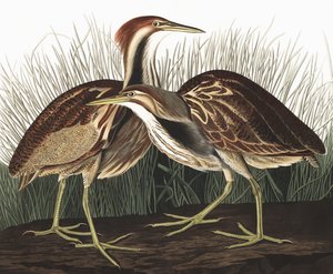 American Bittern, Botaurus Lentiginosus, de "The Birds of America", de John J. Audubon, pub. 1827-38 de John James Audubon